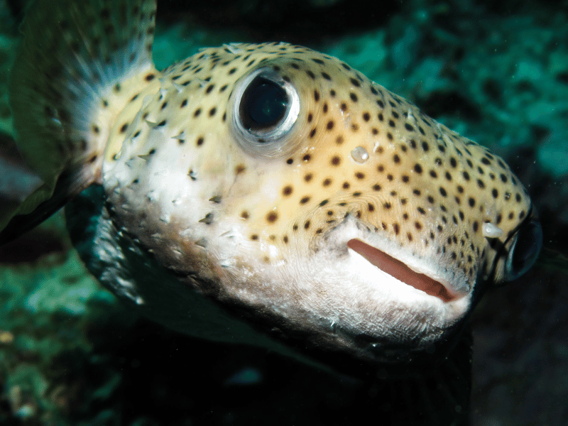 Islamorada Snorkeling Spots Le Victory Reed est l'habitat du poisson-globe.