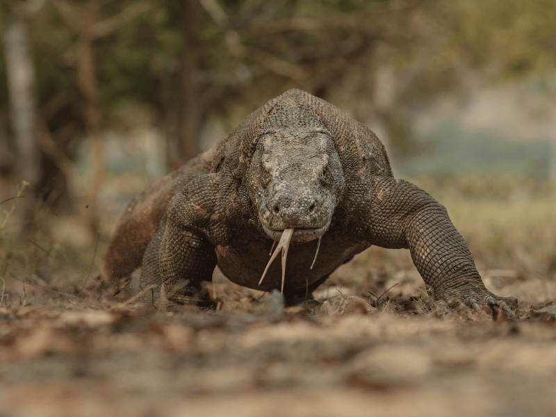 Dragón de Komodo