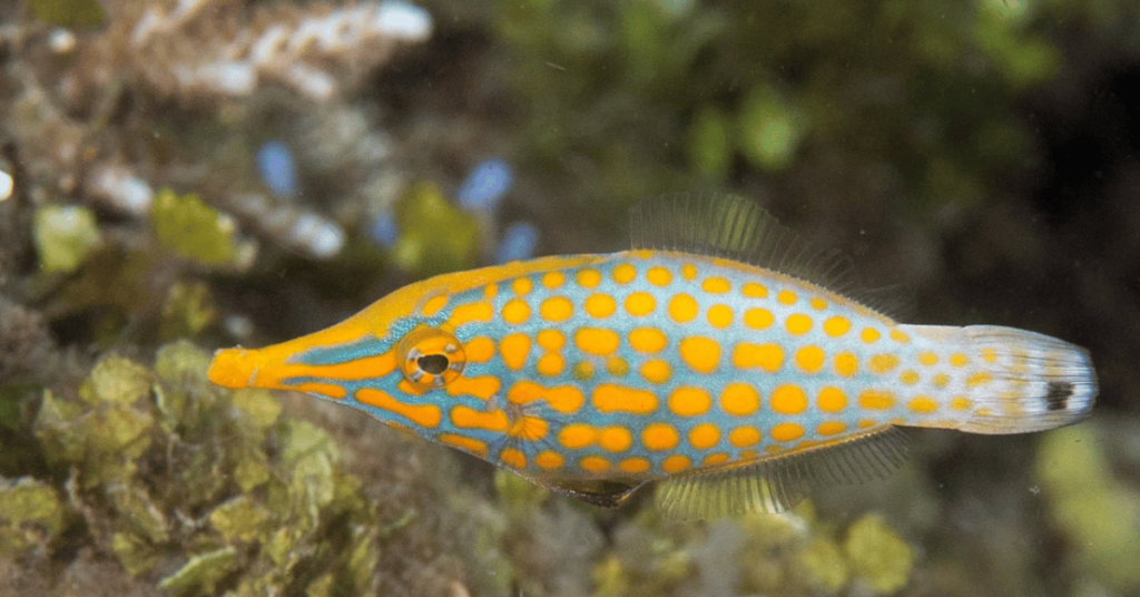 Long nosed Filefish