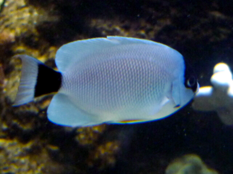 Masken-Kaiserfisch Genicanthus personatus GRB