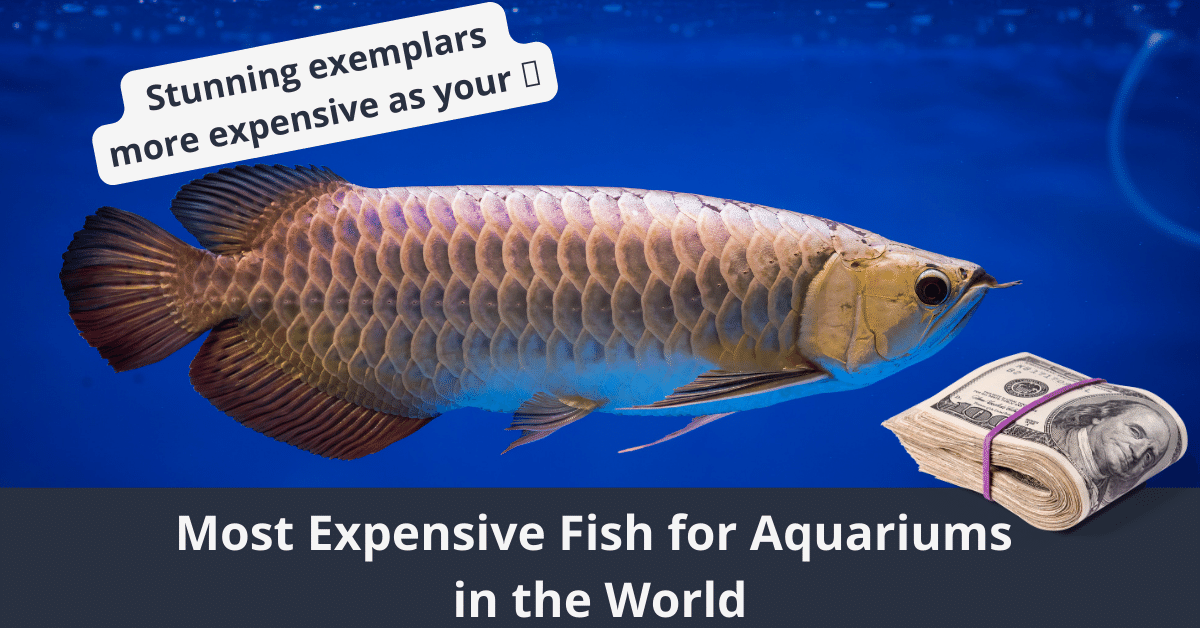 Die teuersten Fische für Aquarien in der Welt