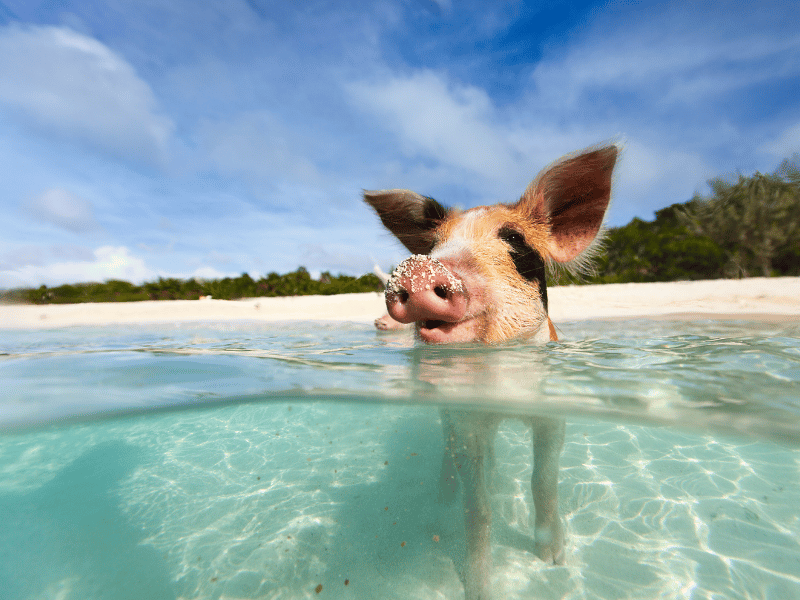 Auf den Bahamas können Sie schwimmende Schweine in Exumas auf Ihrer Karibik Schnorchelreise sehen