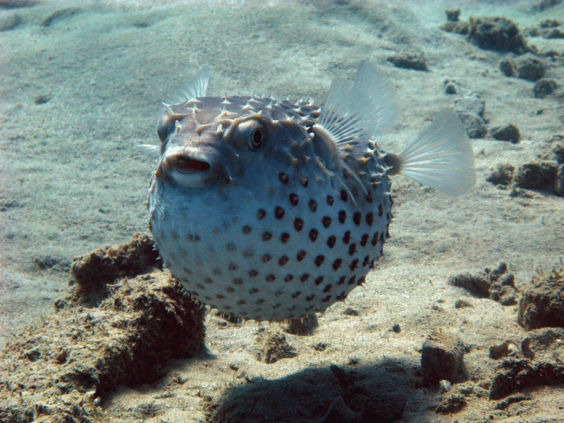 Pufferfish