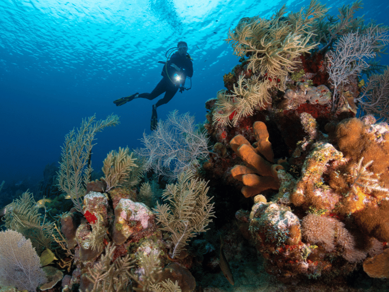 Riff auf den Kaimaninseln Ein großartiges Schnorchelerlebnis in der Karibik