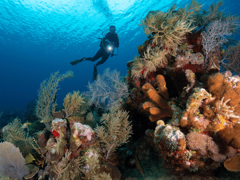 Reef in Cayman Islands A superb caribbean snorkeling experience