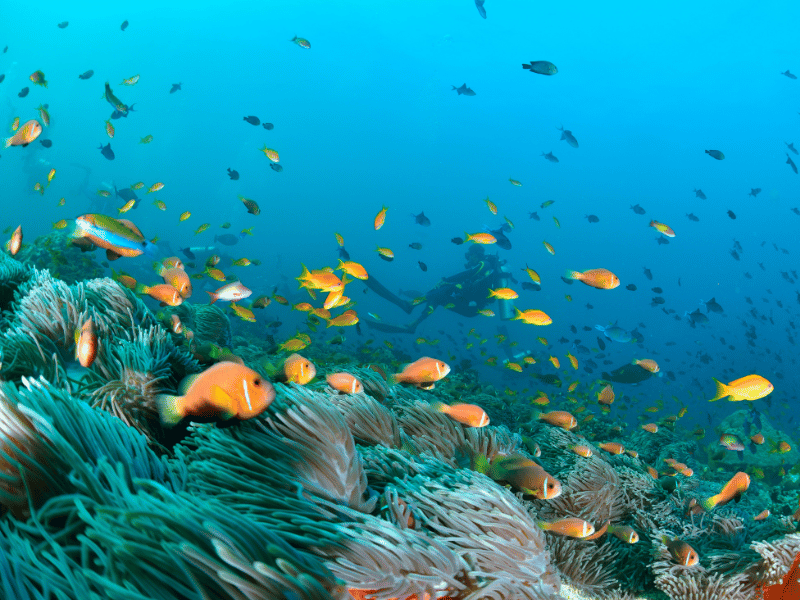 Plongée en apnée aux Maldives L'étonnant poisson-anémone