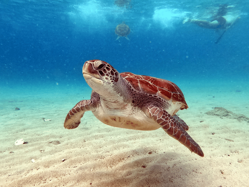 Snorkeling with Turtles in Aruba 1
