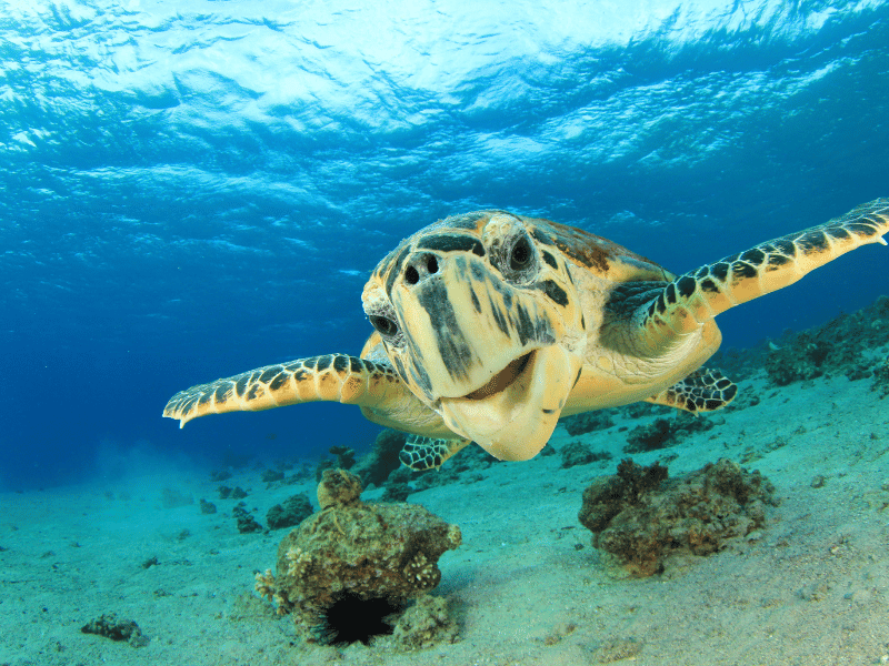 Schwimmen mit der Echten Karettschildkröte auf der Insel Komodo