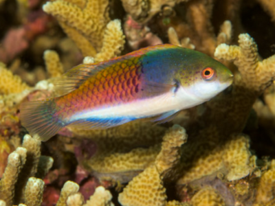 The most colorful wrasse Fairy Wrasse