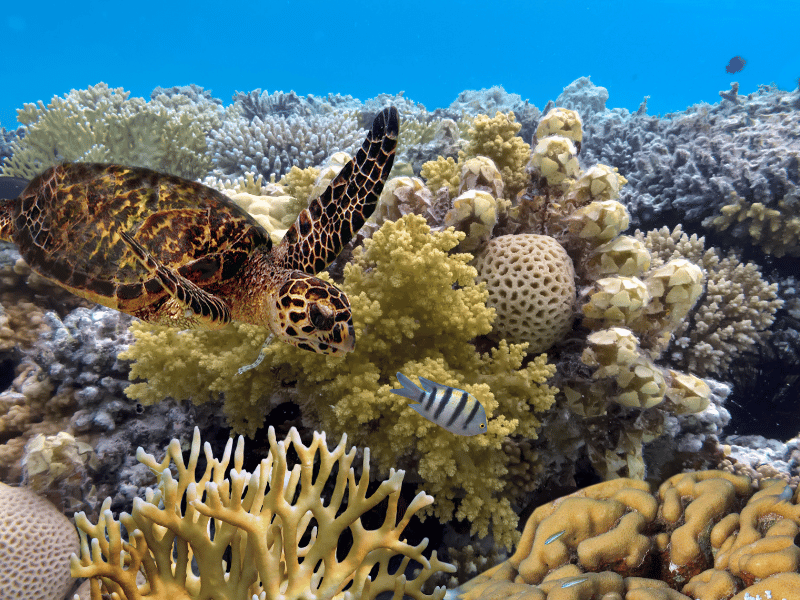 Les 10 meilleurs sites de plongée avec tuba au monde La Grande Barrière de Corail 1
