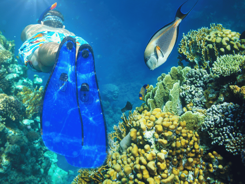 Les 10 meilleurs sites de plongée avec tuba au monde La Grande Barrière de Corail 4