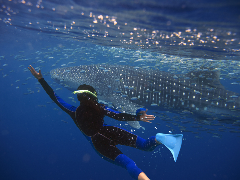 Quel est le plus grand poisson de l'océan ? Le requin-baleine 1