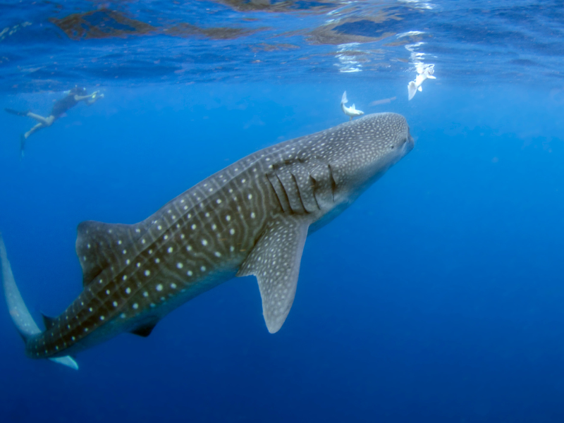 Cuál es el pez más grande del océano El tiburón ballena 2