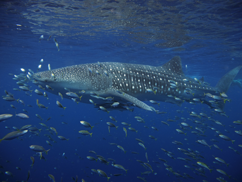 Whats the largest fish in the Ocean The Whale Shark 5
