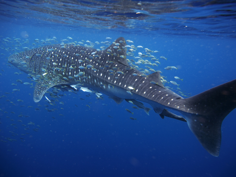 Whats the largest fish in the Ocean The Whale Shark 7