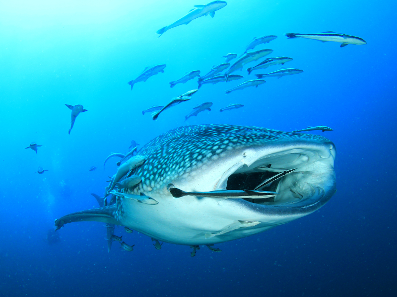 Quel est le plus grand poisson de l'océan ? Le requin-baleine 9