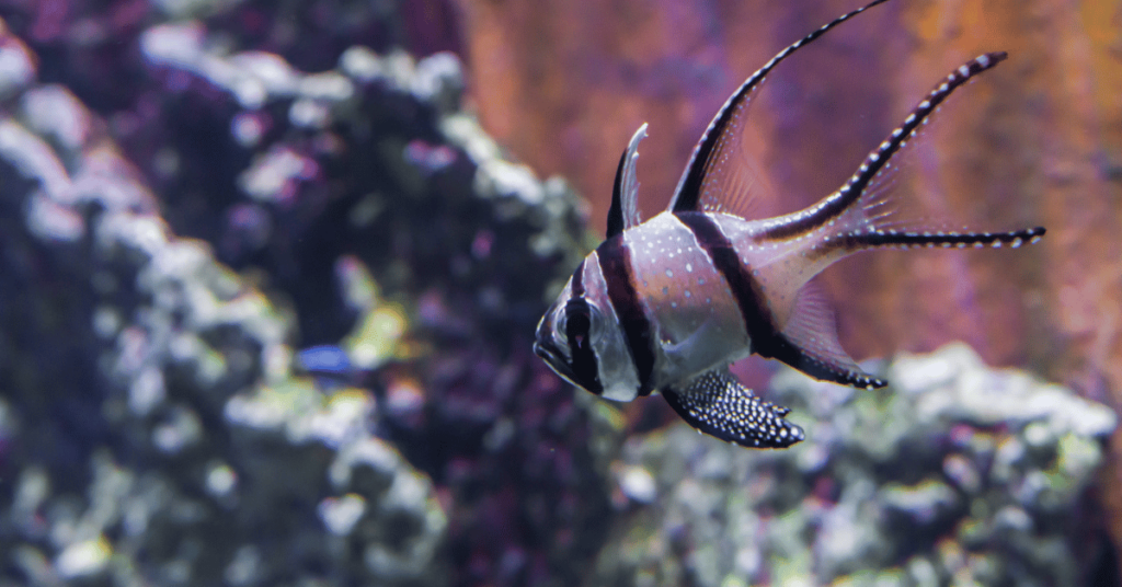 Banggai Cardinalfish