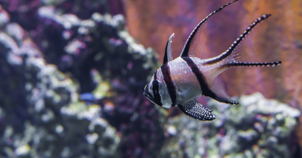 Poisson cardinal de Banggai