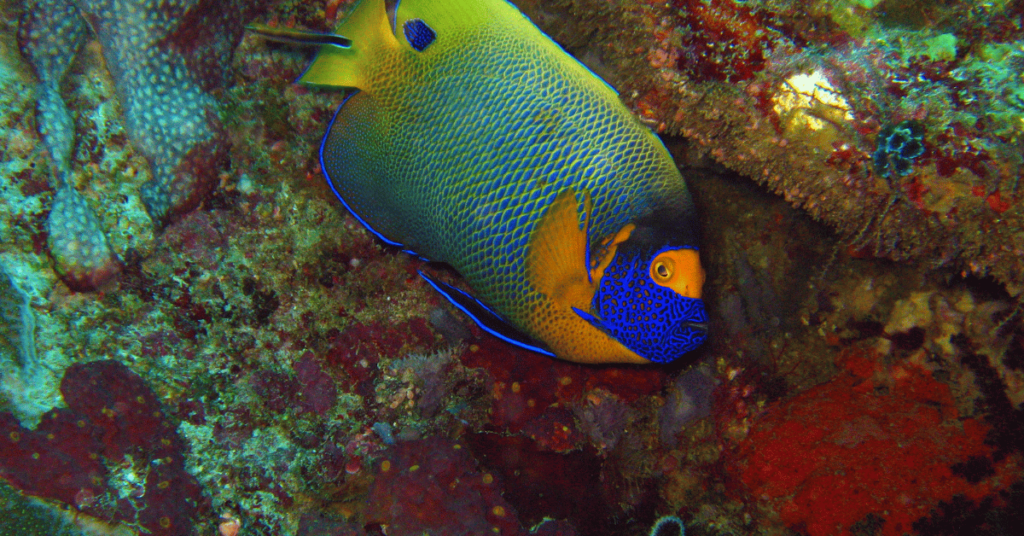 Blaubrust-Kaiserfisch