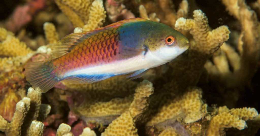 Fairy Wrasse