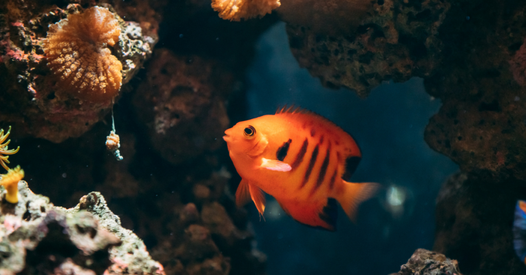 Flame Angelfish