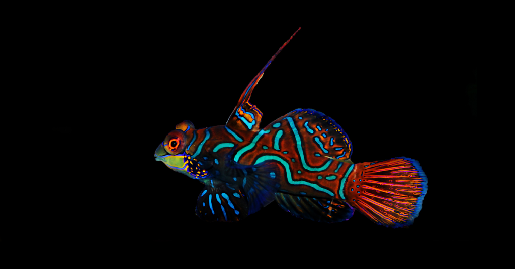 Most Colorful Saltwater Fish Mandarin Fish