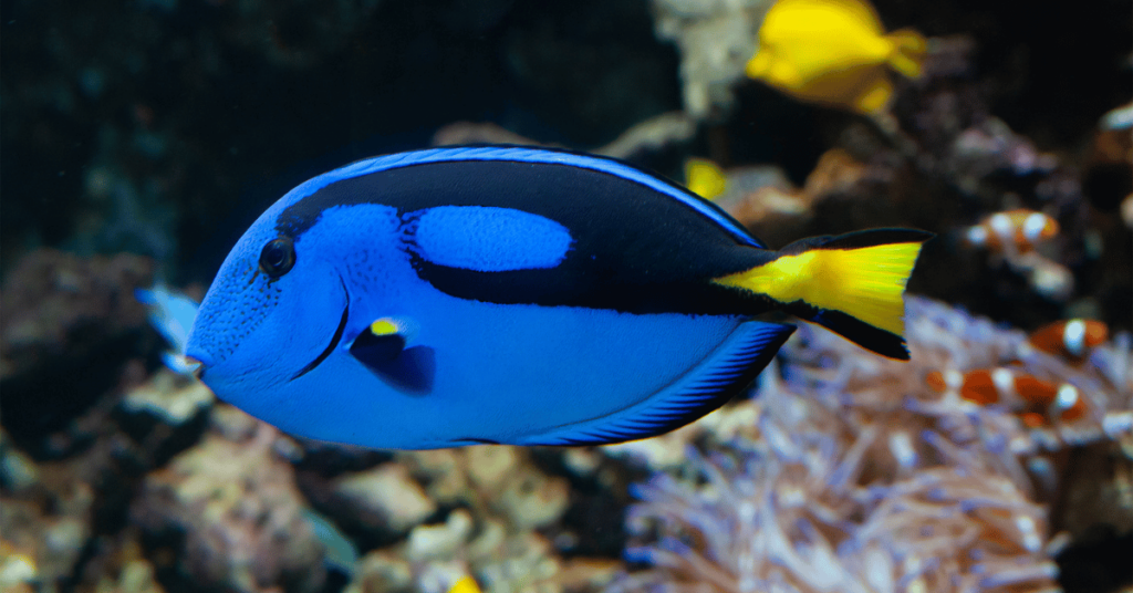 Palette Surgeonfish 1