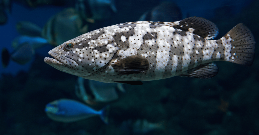 Polka Dot Grouper